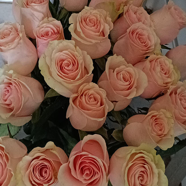 Rosas - color rosado