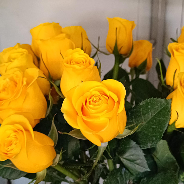 Rosas - color amarillo
