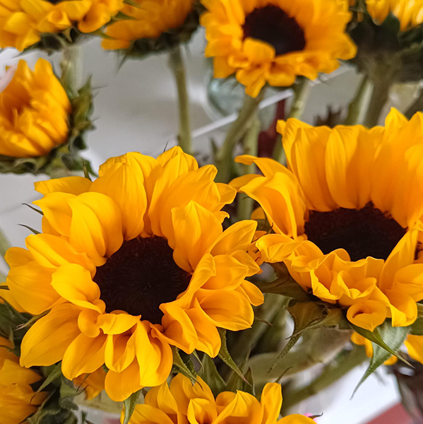 Girasoles